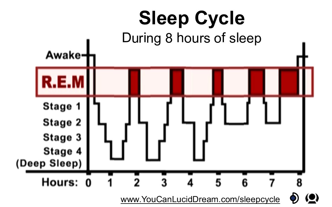 Sleep Cycle with 8 hours of sleep