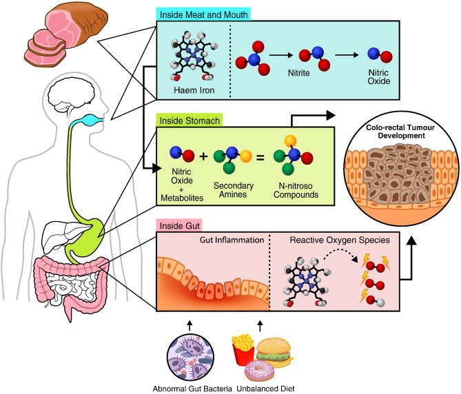 How Meat Causes Tumors In The Colon