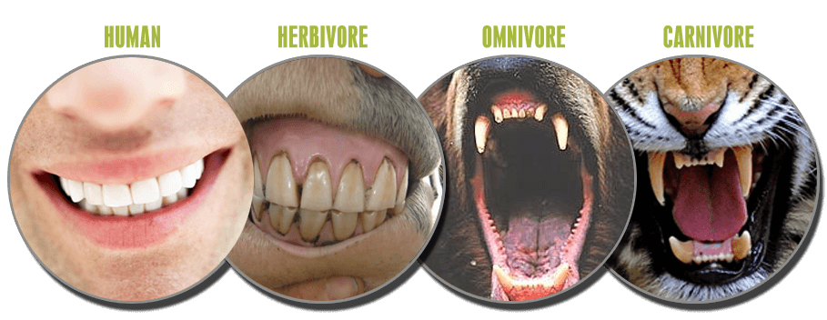 human anatomy teeth