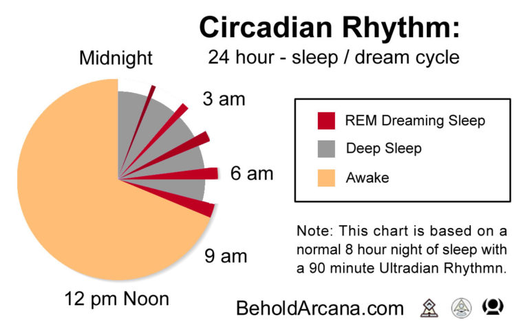 Sleep Cycle Circadian Rhythm Pie Graph